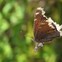 Mourning Cloak